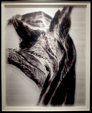 Nature morte ( fleur acidanthera) I